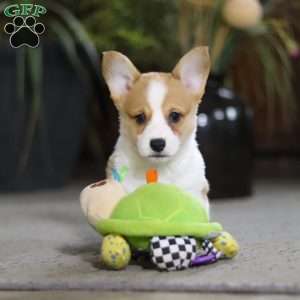 Frank, Pembroke Welsh Corgi Puppy